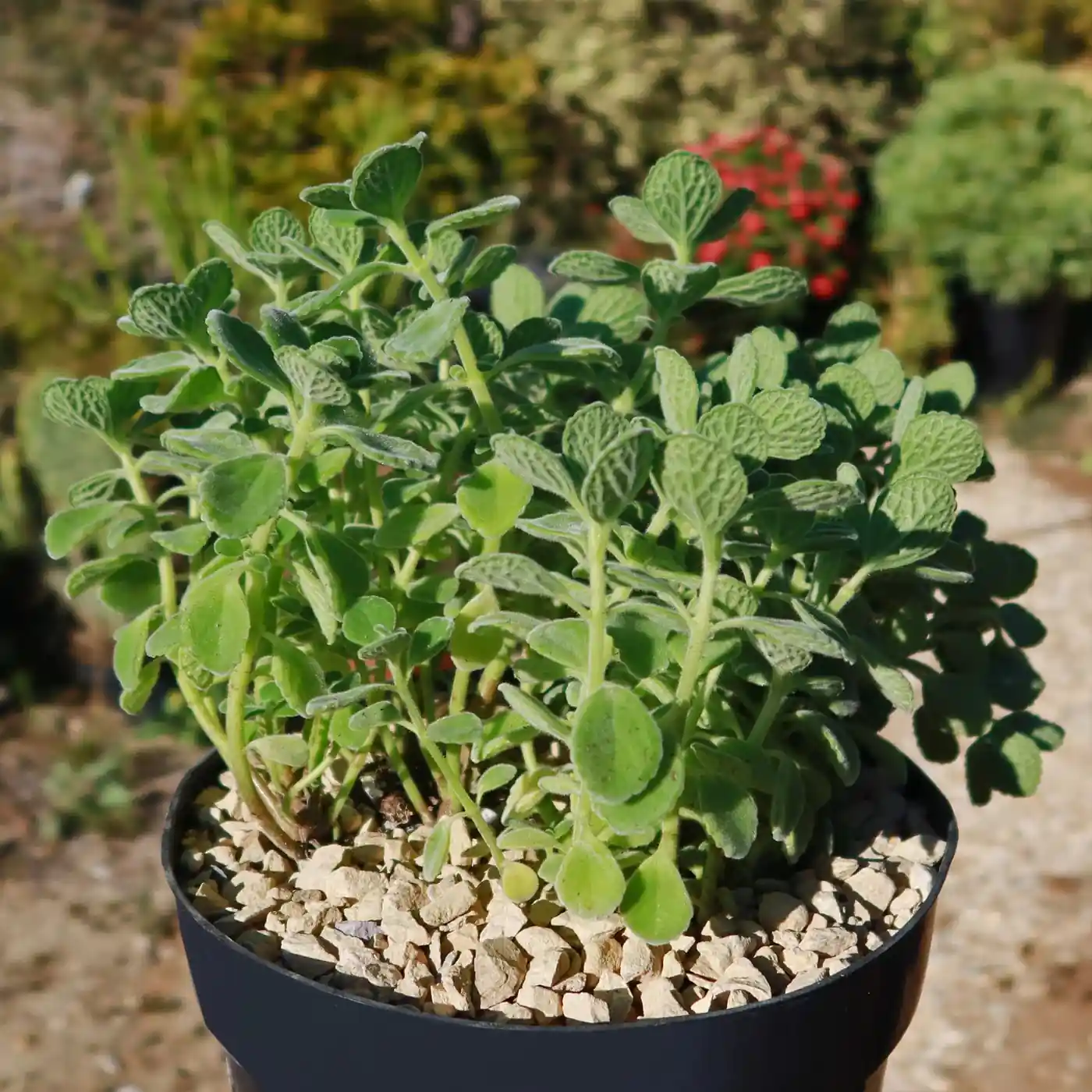 Tulsi Vicks Plant